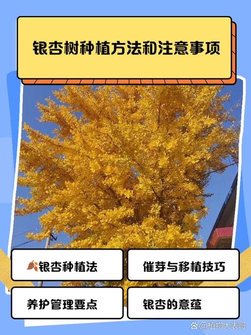 种一棵银杏需要多少耐心