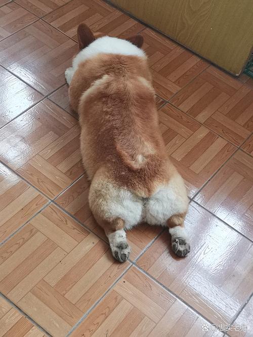 肥胖柯基趴在地面不愿起身实拍
