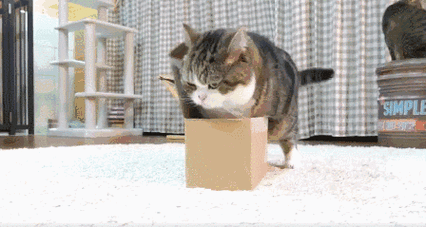 猫咪钻入纸箱行为安全感解释示意图