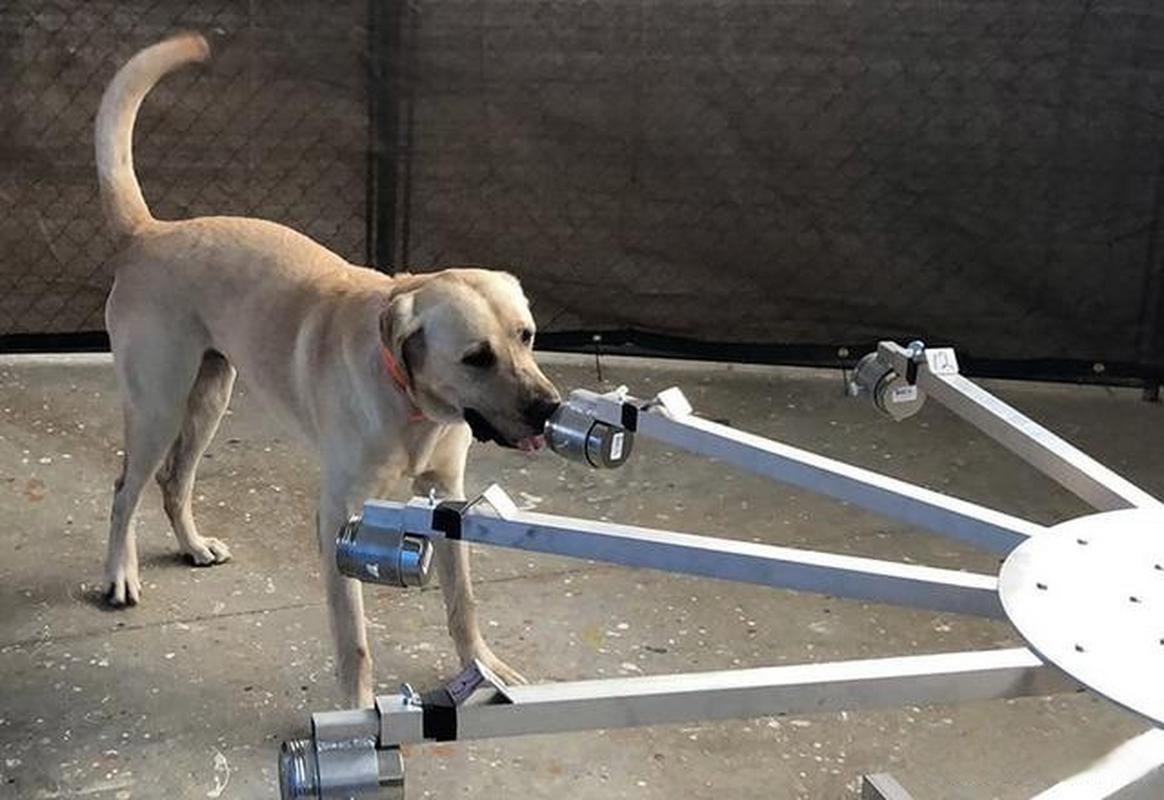 工作犬在训练中嗅闻癌症样本的特写照片