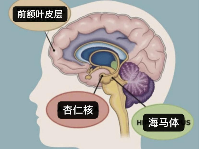 熬夜后大脑海马体工作状态对比图