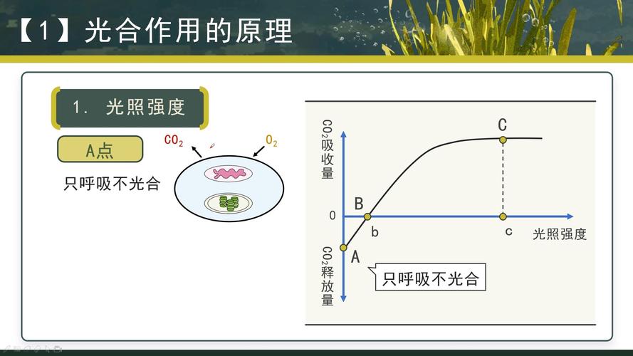 高中生物光合作用速率随光照强度变化曲线手绘草稿
