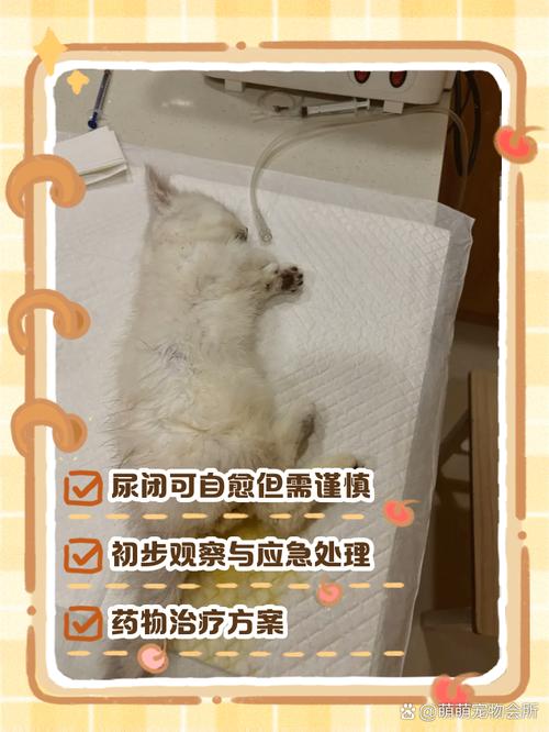 猫尿闭康复期居家养护物品摆放示意图