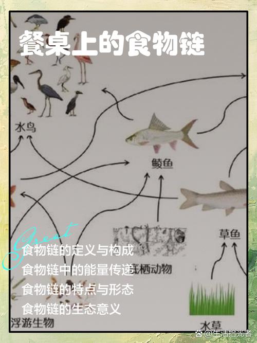 实例拆解:一条真实存在的食物链