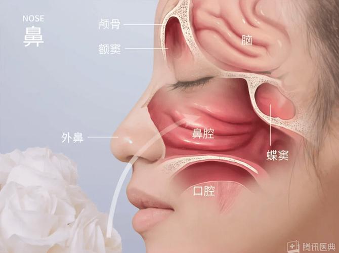 新生宝宝鼻腔结构宝宝鼻塞示意图