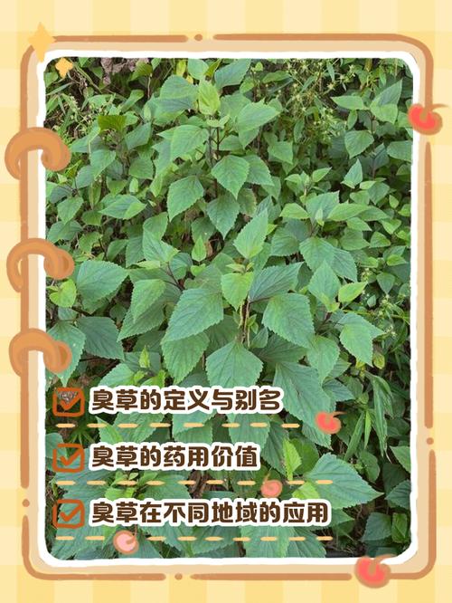 🌿 环保与防潮:甲醛炸弹还是安心之选?