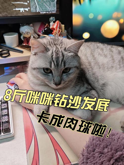 猫咪钻沙发缝隙应激状态实拍