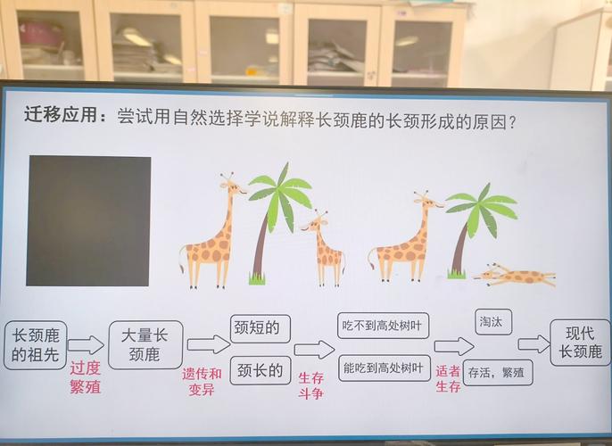 达尔文自然选择与用进废退对比示意图