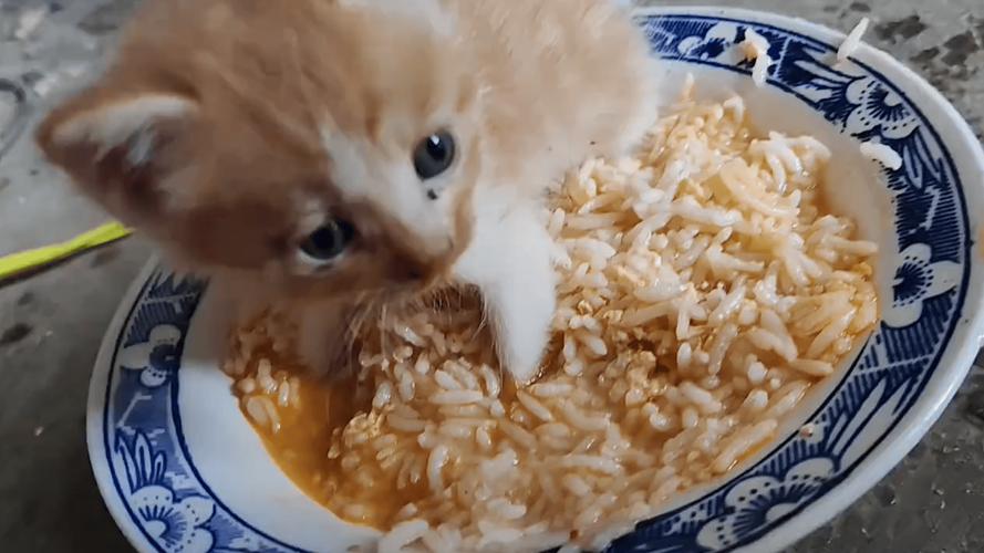 刚满月小奶猫趴在饭碗边抬头顶住伸过来的手