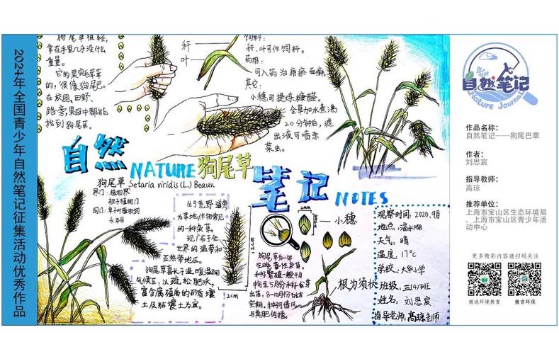 中学生围蹲围墙边记录狗尾草观察笔记
