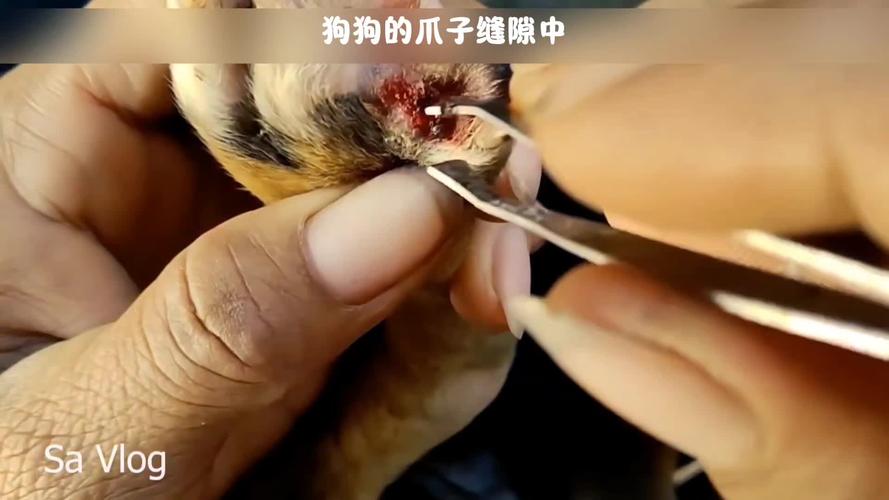 狗狗脚趾缝寄生蜱虫实拍