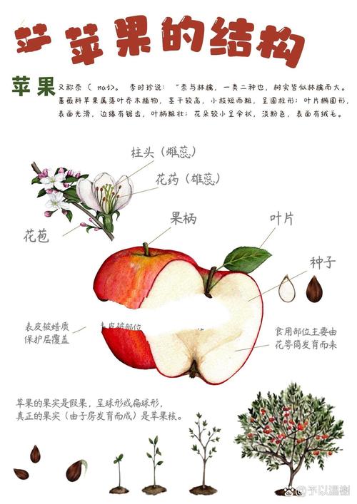 实体链接与消歧苹果歧义示例图