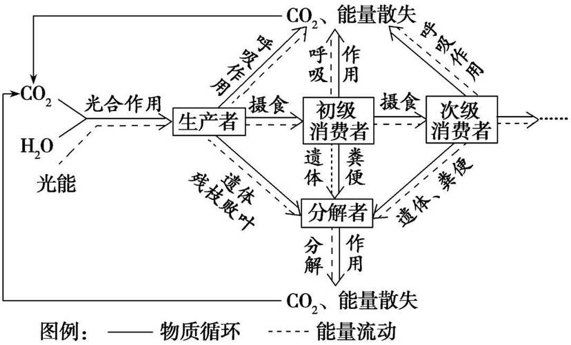 生态系统能量流动与物质循环对比图