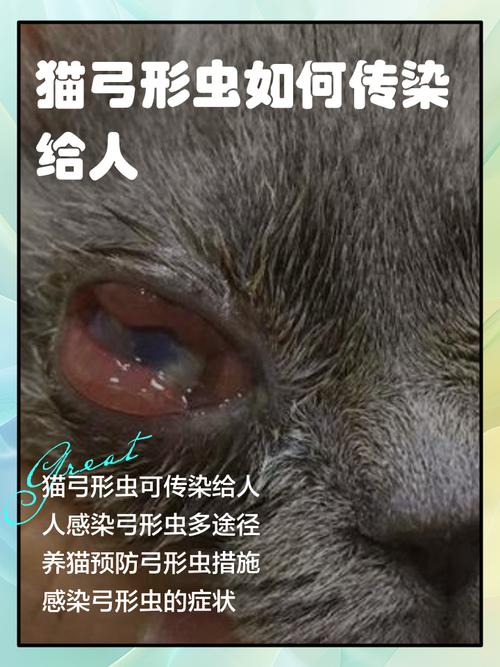 真要防弓形虫，根本不用把猫送走