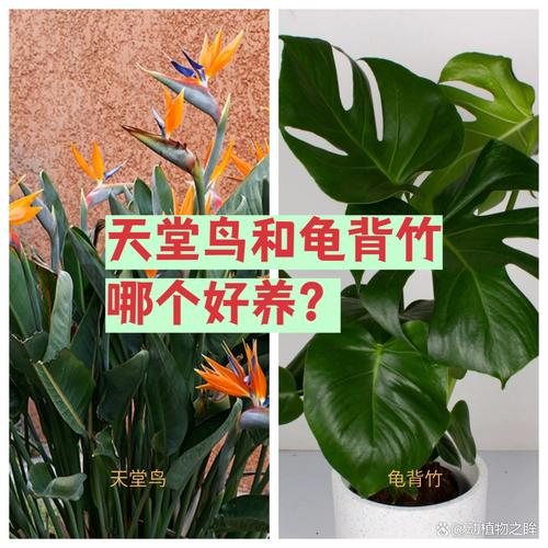 室内龟背竹和天堂鸟光照需求对比图