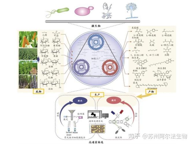 下一个爆发点，在合成生物学
