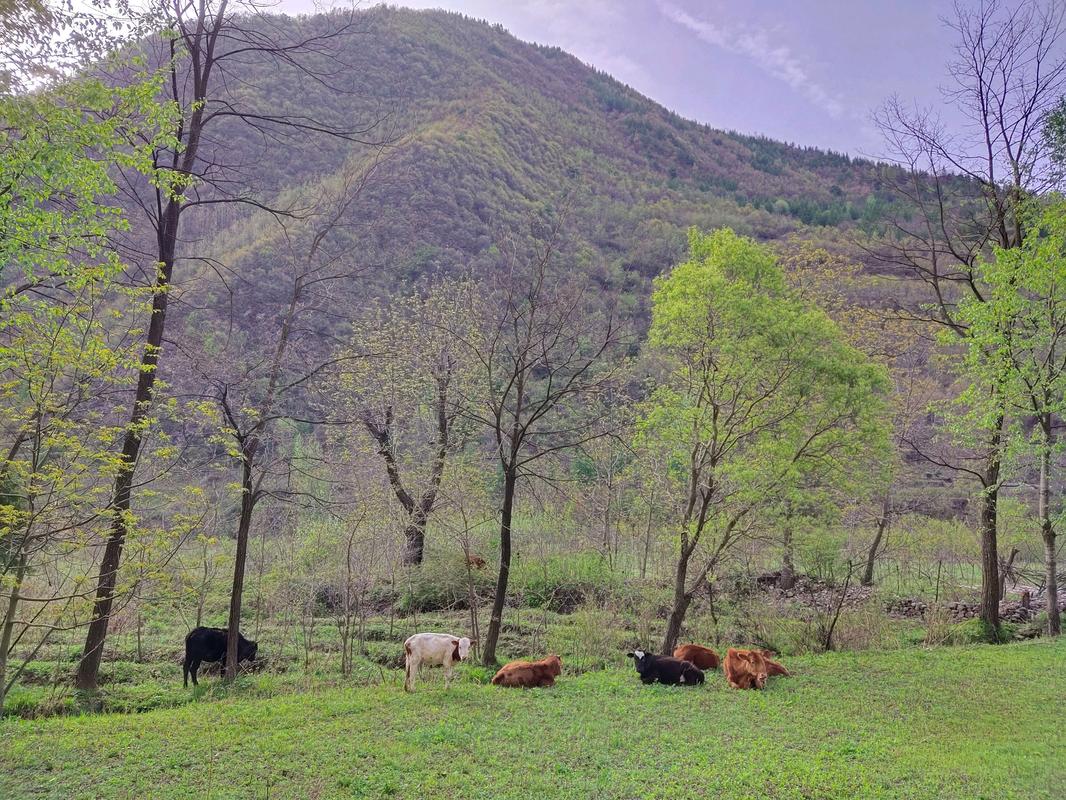 南漳太坪村盘山公路旁山景与路边散养黄牛