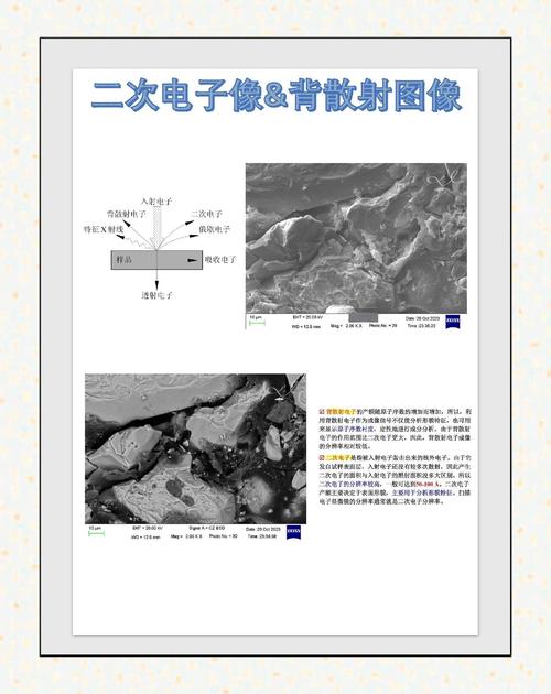 连铸坯中心偏析扫描电镜背散射图