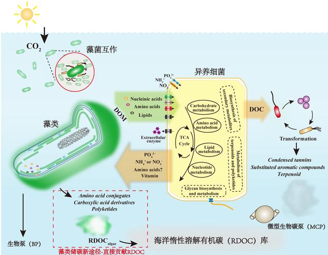 碳库与净化的隐形冠军