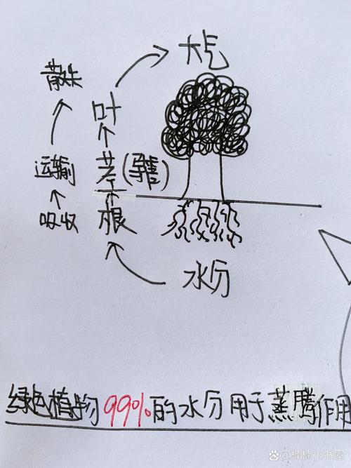 初中生物课本叶片蒸腾作用结构示意图