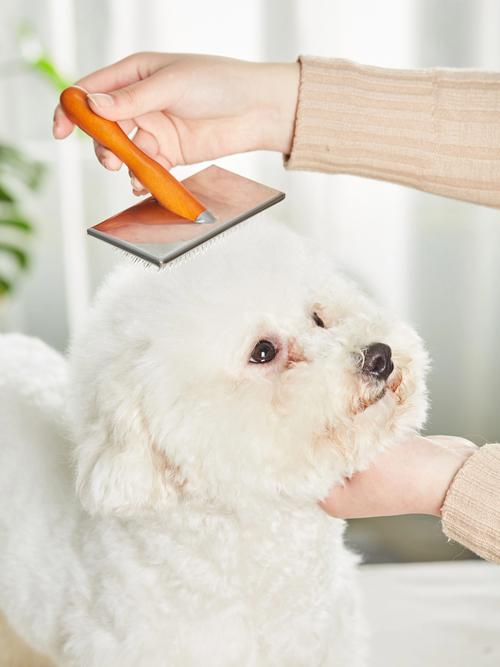 主人给比熊犬梳理白色长毛