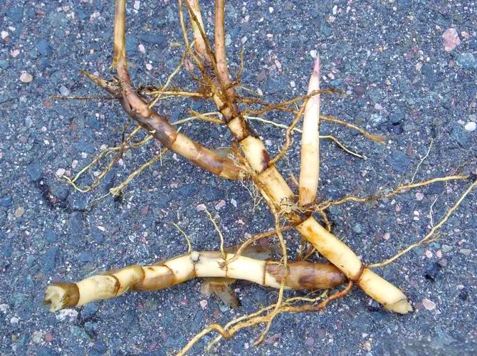 芦苇地下根状茎结构示意图