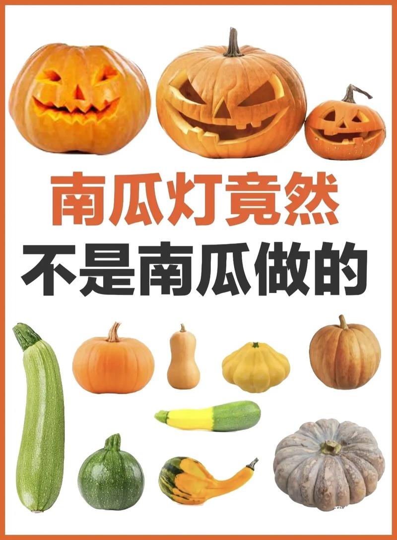 南瓜的家族图谱：你以为的南瓜可能不是南瓜