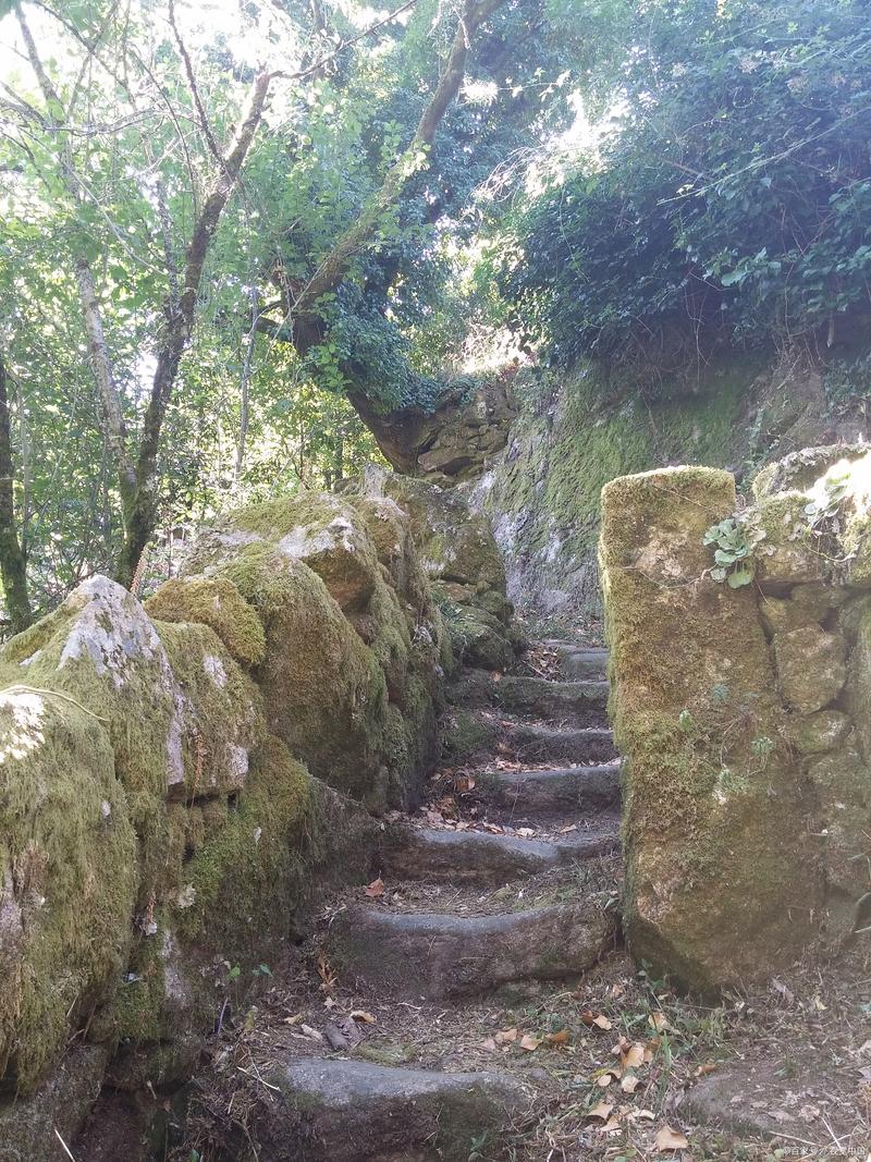 仙寓山榉根关古徽道青石板积满香樟落叶