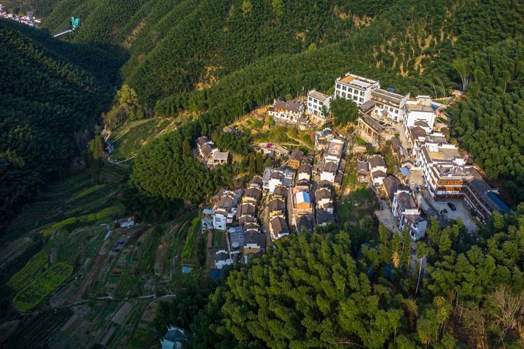 皖南山区集体承包竹山实景照片