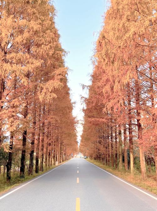 南漳观音岩村盘山公路旁的水杉道