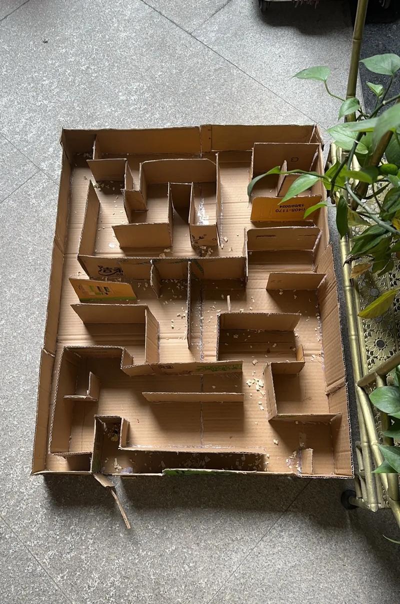 学生用纸板制作仓鼠迷宫特写