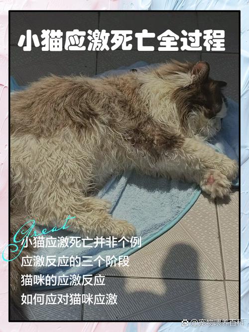宠物死了,是一次真正的生命课堂