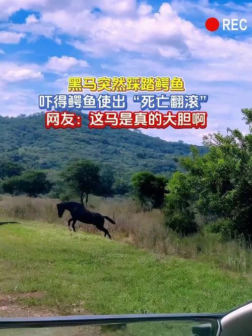 巨头和黑马:卡位、踩踏、以及一场即将到来的清洗