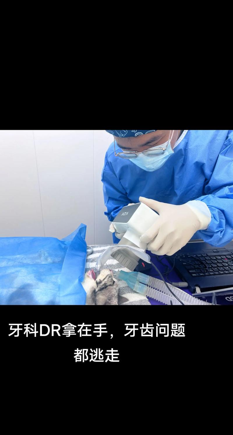 兽医给猫咪做口腔检查的诊疗场景