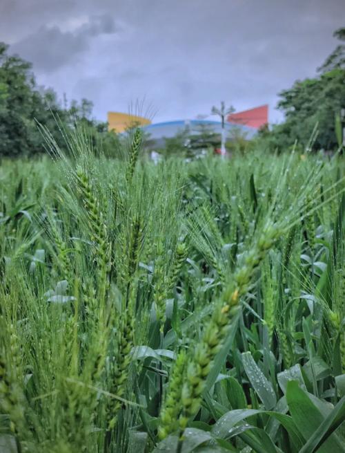 麦田的消失,是城市的胜利吗?