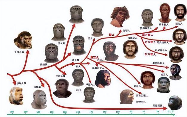接下来的演化方向