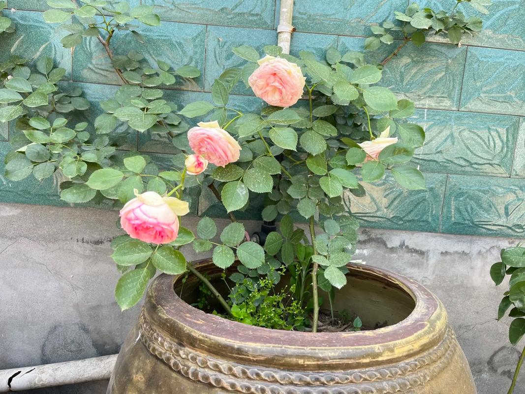 缺沿红陶盆种的粉龙沙宝石开花实景