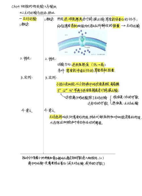 高中生物主动运输逆浓度梯度真题解析图