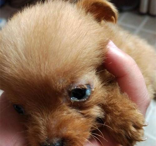 犬瘟热初期狗狗眼部糊脓性分泌物实拍