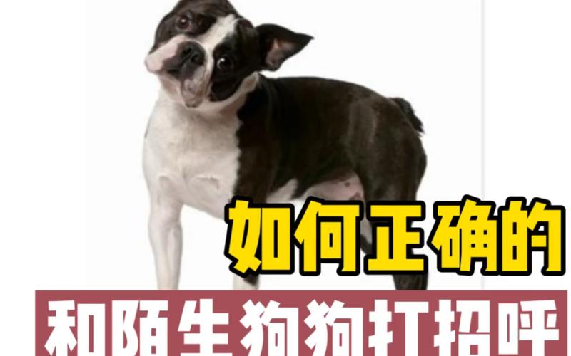 陌生人靠近狗狗正确打招呼姿势示意图