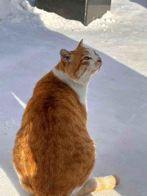 橘猫蜷缩在一个过小的棕色纸板箱里只露出耳朵