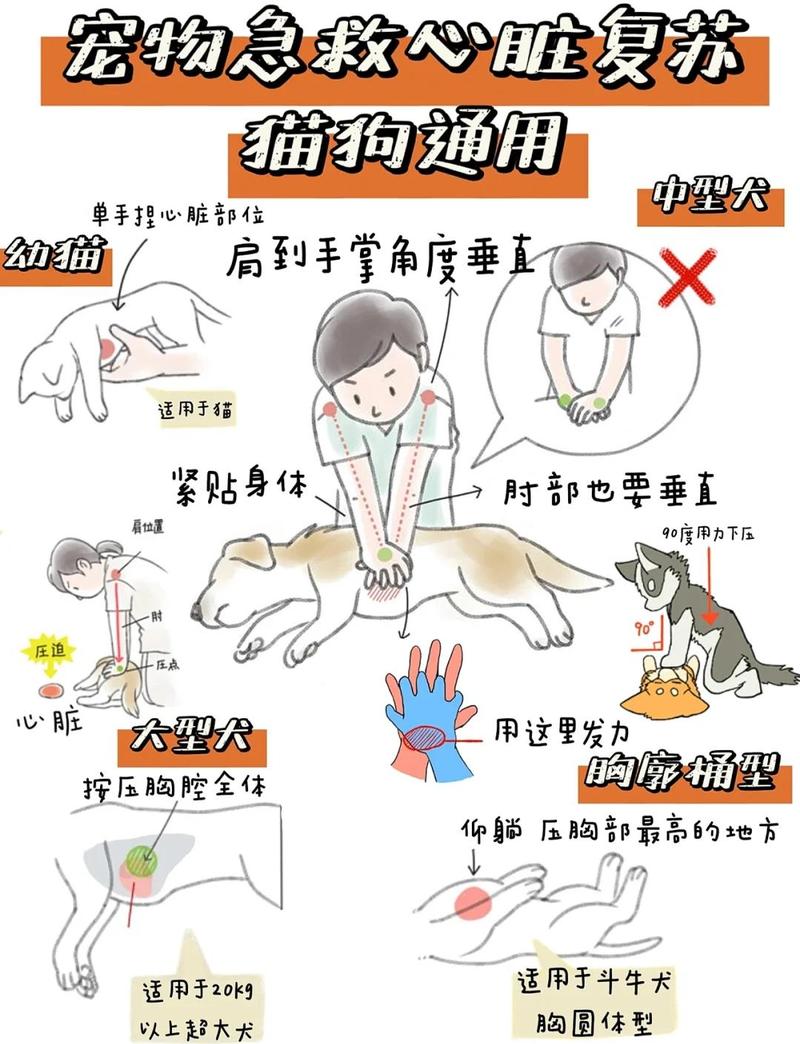 不同体型宠物心肺复苏按压位置示意图