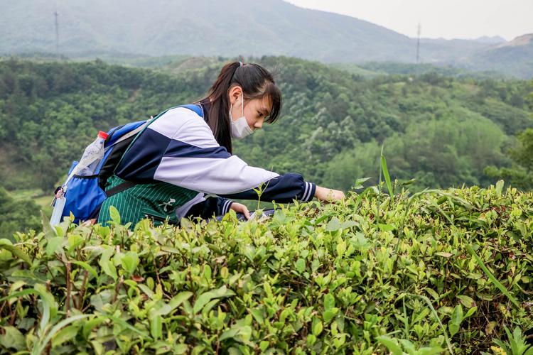 湖北南漳荆山有机茶园采茶场景