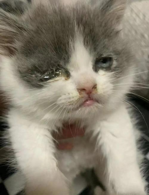 猫疱疹病毒感染流泪黄鼻涕实拍