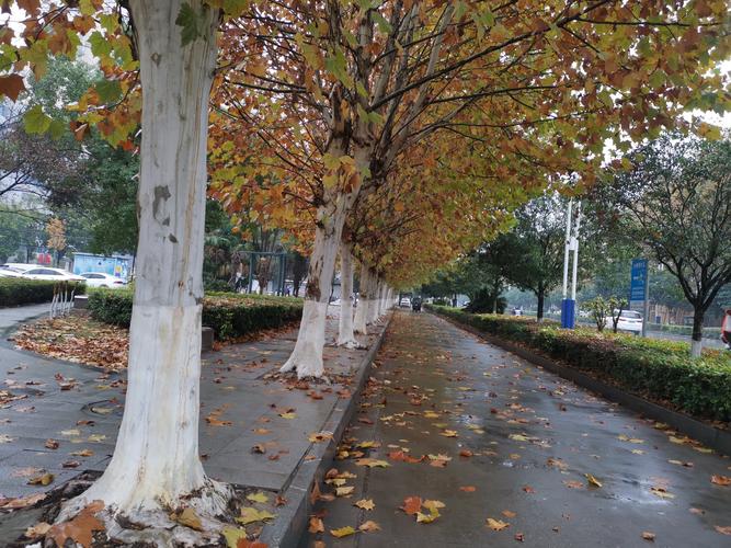 傍晚小区路边梧桐落叶被踩出碎痕的近景