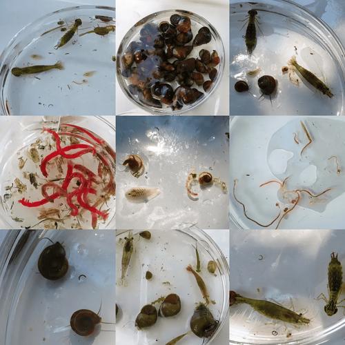 溪流底栖生物采样检测样例示意图