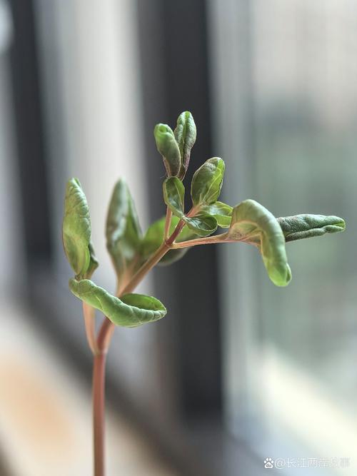 窗台上刚发芽的植物幼苗，阳光照射