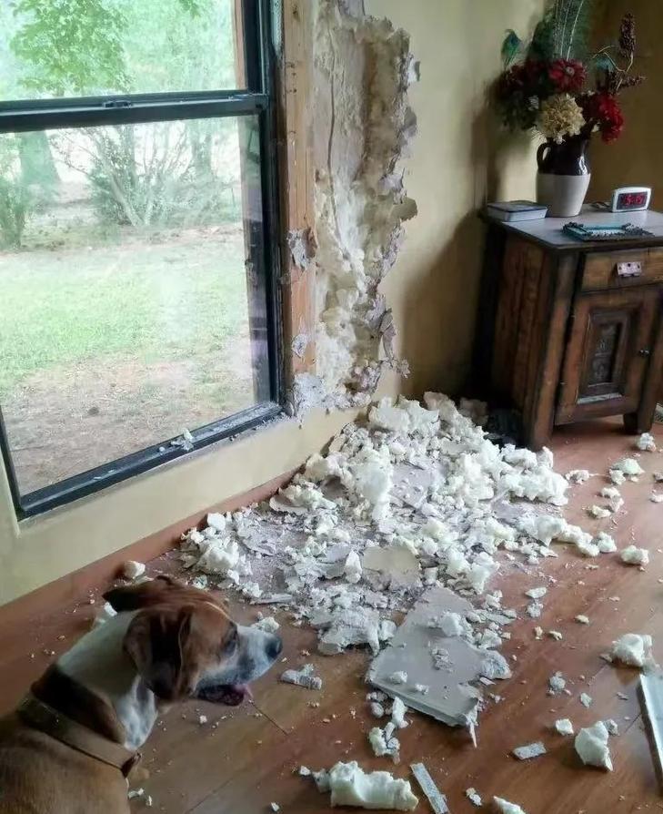 金毛犬啃室内墙角水泥墙面现场图