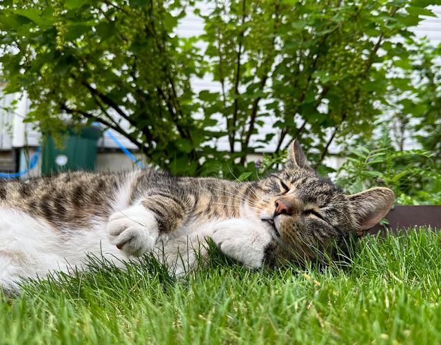 散养猫咪户外草地玩耍场景图