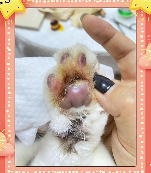 猫杯状病毒感染引起的猫咪脚垫疱疹实拍